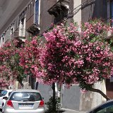 106 Mooie bomen in de straat